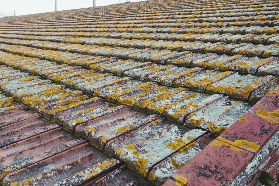 Roof tiles covered in moss and lichen before treatment